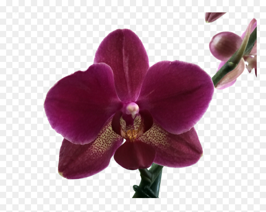 Thumb Image - Orquideas En Png, Transparent Png - orquideas png