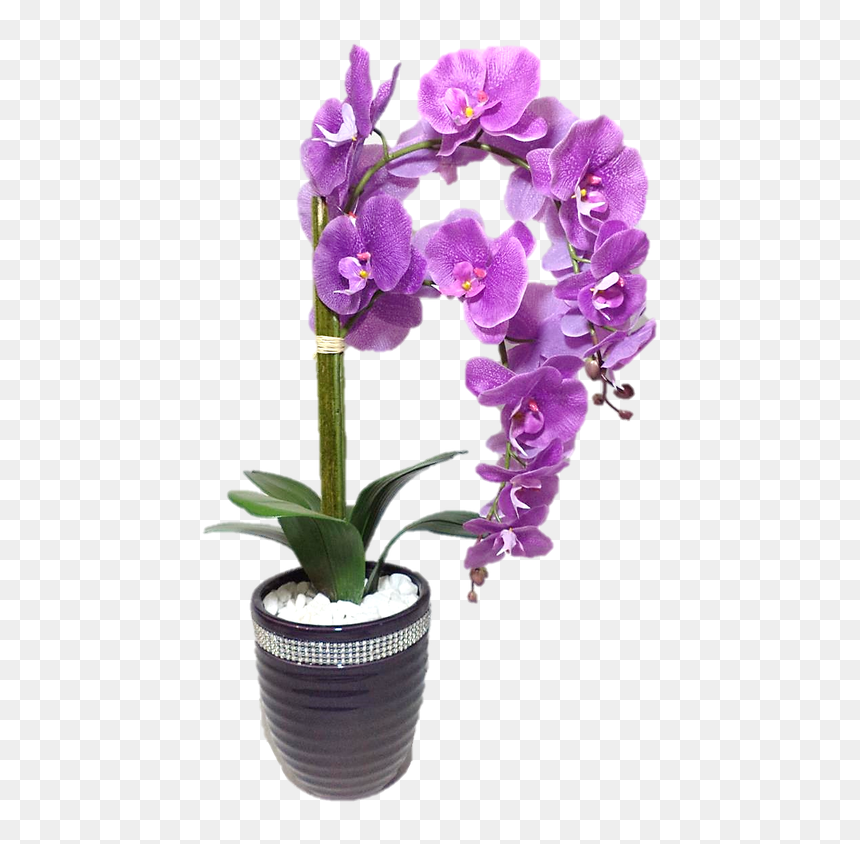 Parabéns Eliane, HD Png Download - orquideas png