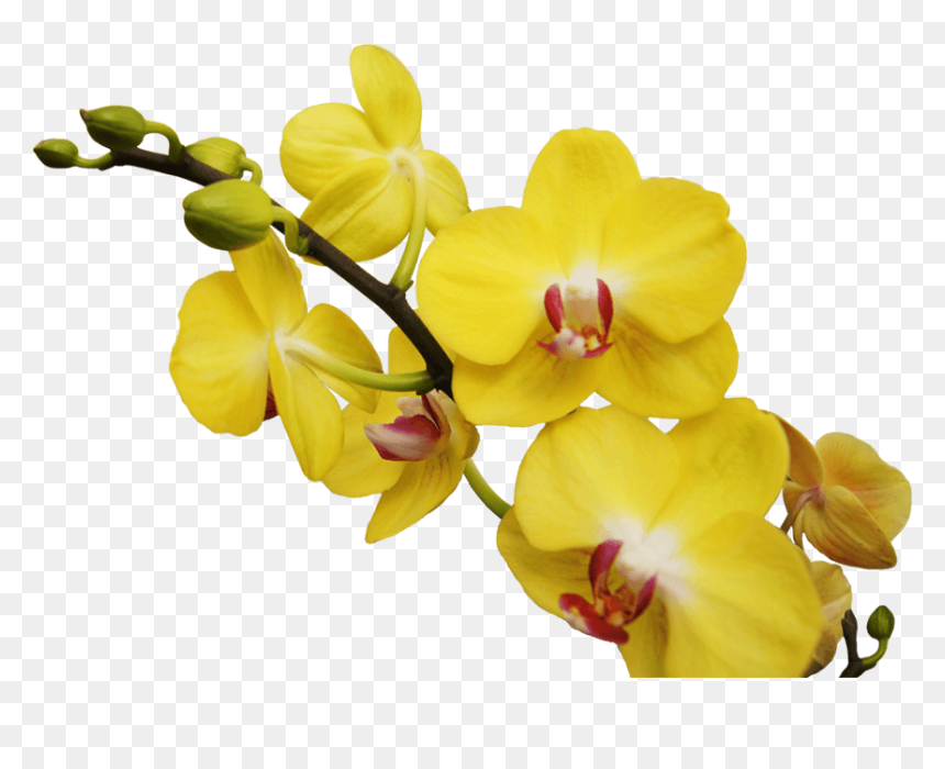 Posterior A Esto Continúa Cuidando Tu Orquídea Como - Orquideas Png, Transparent Png - orquideas png