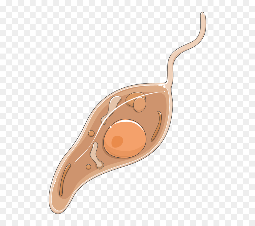 Leishmania Promastigote - Promastigote Leishmania Png, Transparent Png - spoon vector png