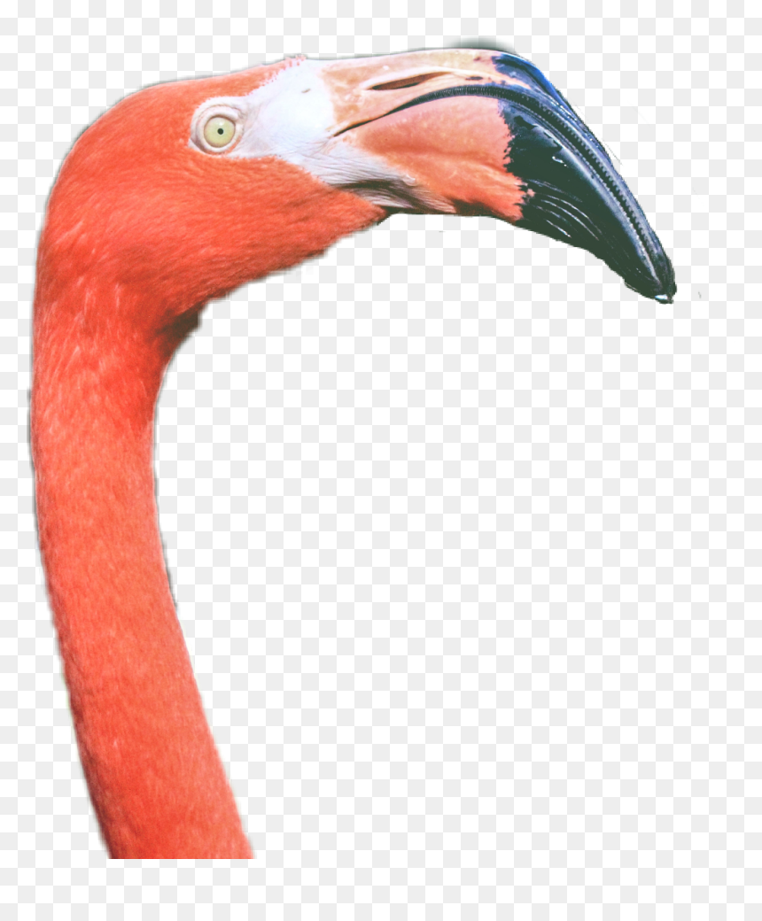 Transparent Flamenco Png - Greater Flamingo, Png Download - flamenco png