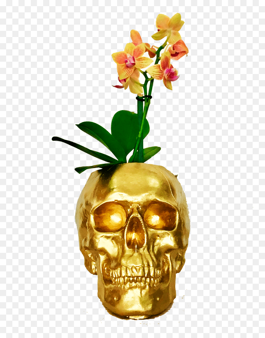 Mini Orquídeas Craneo Dorado - Flower, HD Png Download - orquideas png