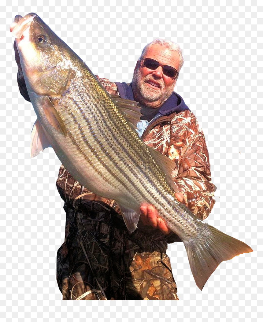 Lake Texoma Striper Fishing Guides - Striper Bass, HD Png Download - striper png