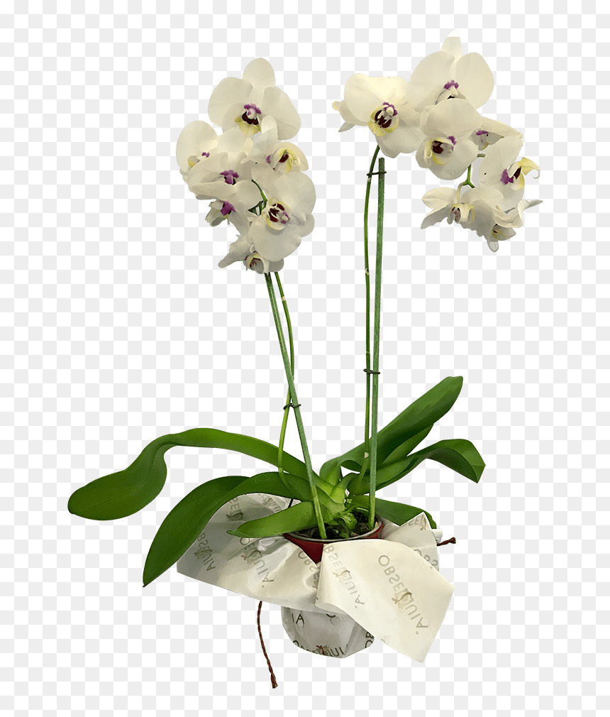 Transparent Orquidea Png - Moth Orchid, Png Download - orquideas png