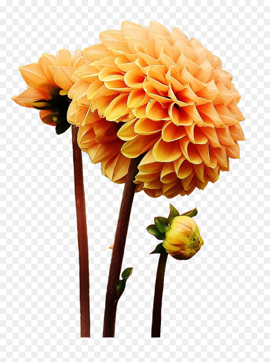 Dahlia Dahlias Autumn Free Photo - Asteraceae Png, Transparent Png - dahlia png