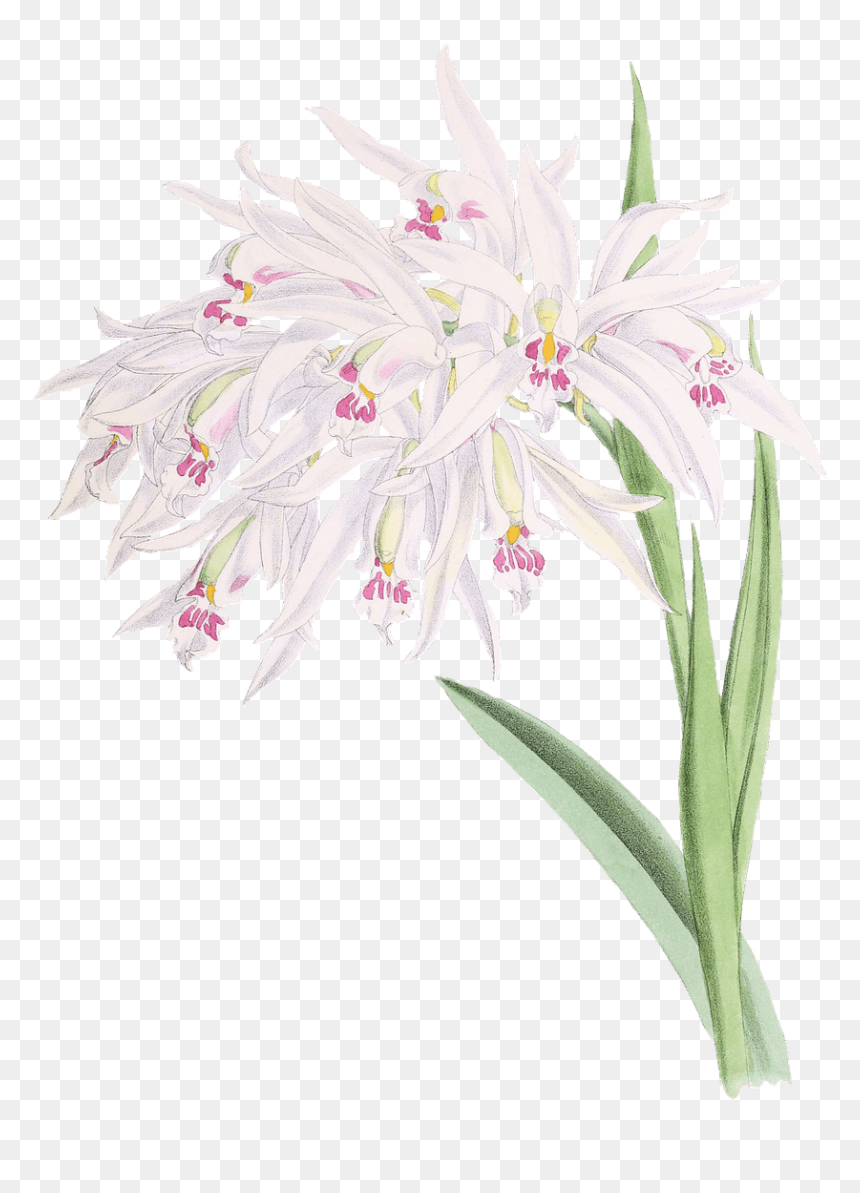 Orqu铆deas Dibujo - Orchids, HD Png Download - orquideas png