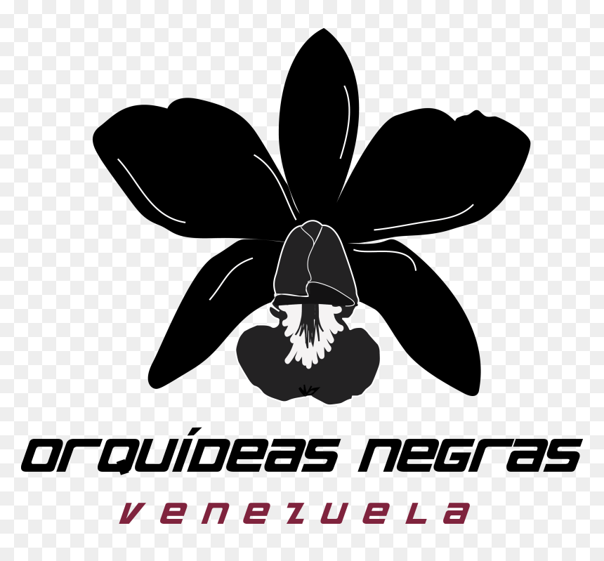 Orquídeas Negras Rugby Foundation - Christmas Orchid, HD Png Download - orquideas png