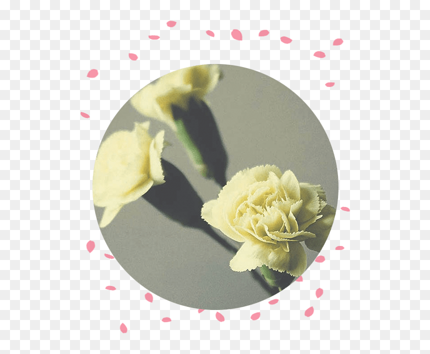 Flower Delivery Philippines Carnation Funeral Flowers - Garden Roses, HD Png Download - dead flower png