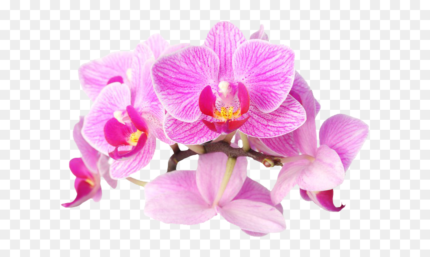 Orquideas Png, Transparent Png - orquideas png
