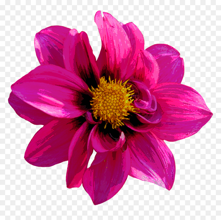 Fondo Png 4 3 Banner Rosas 3d, Transparent Png - dahlia png