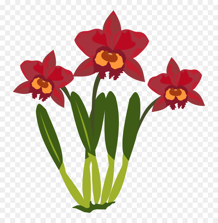 Cattleya - Cattleya Orchid Clip Art, HD Png Download - orquideas png