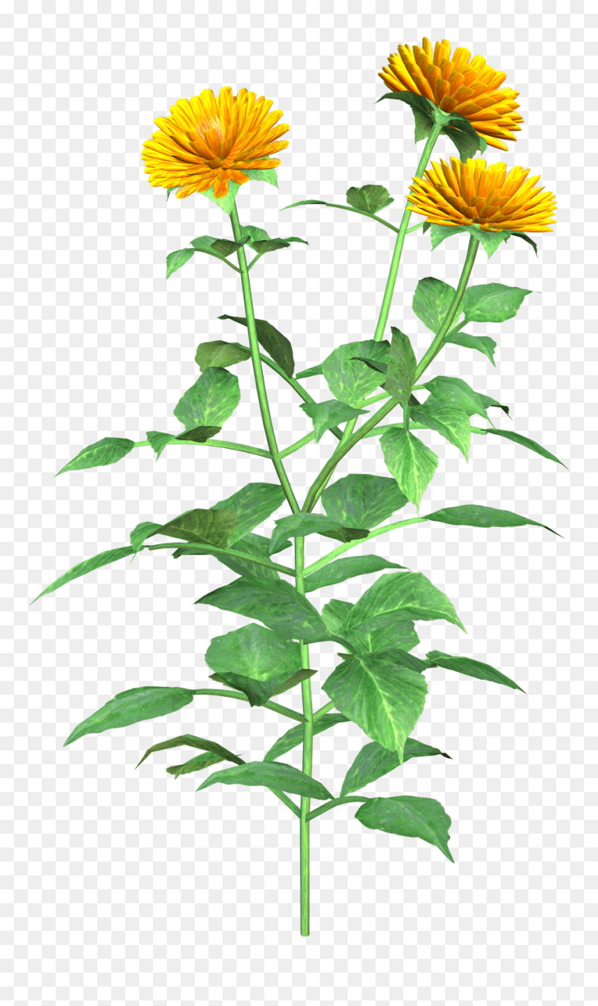 Graphics , Png Download - Safflower Drawing Png, Transparent Png - dahlia png