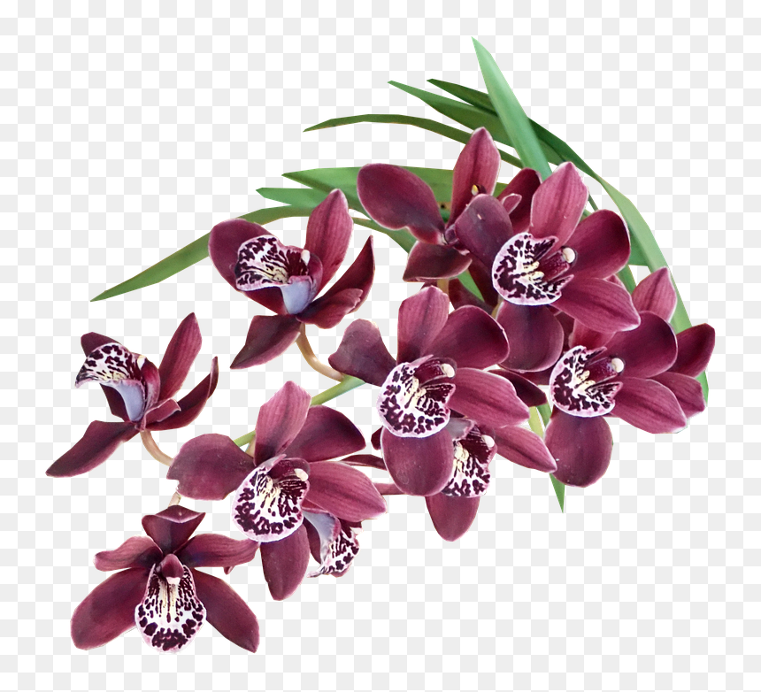 Plantas Exoticas Png, Transparent Png - orquideas png