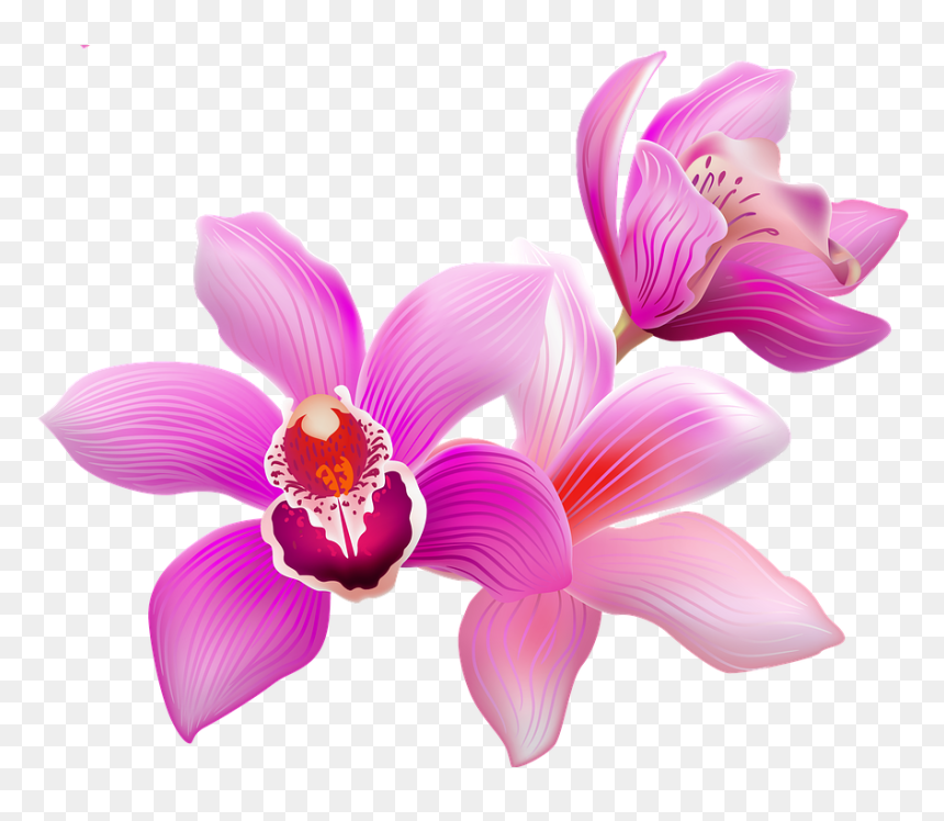 Orchids Of The Philippines, HD Png Download - orquideas png