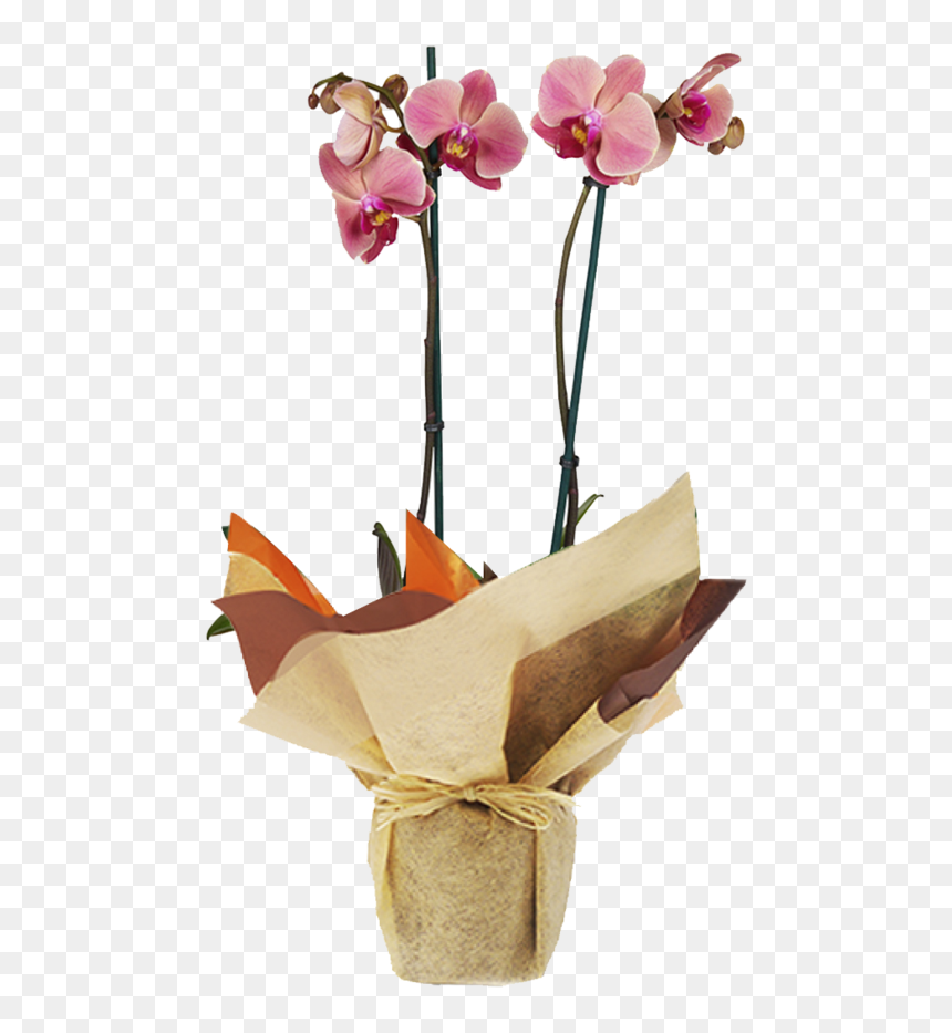 Orchids, HD Png Download - orquideas png