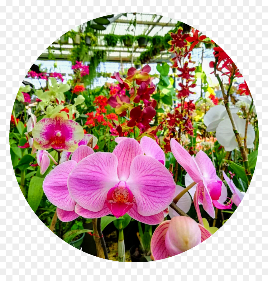 Como Cuidar De Orquídeas - Moth Orchid, HD Png Download - orquideas png