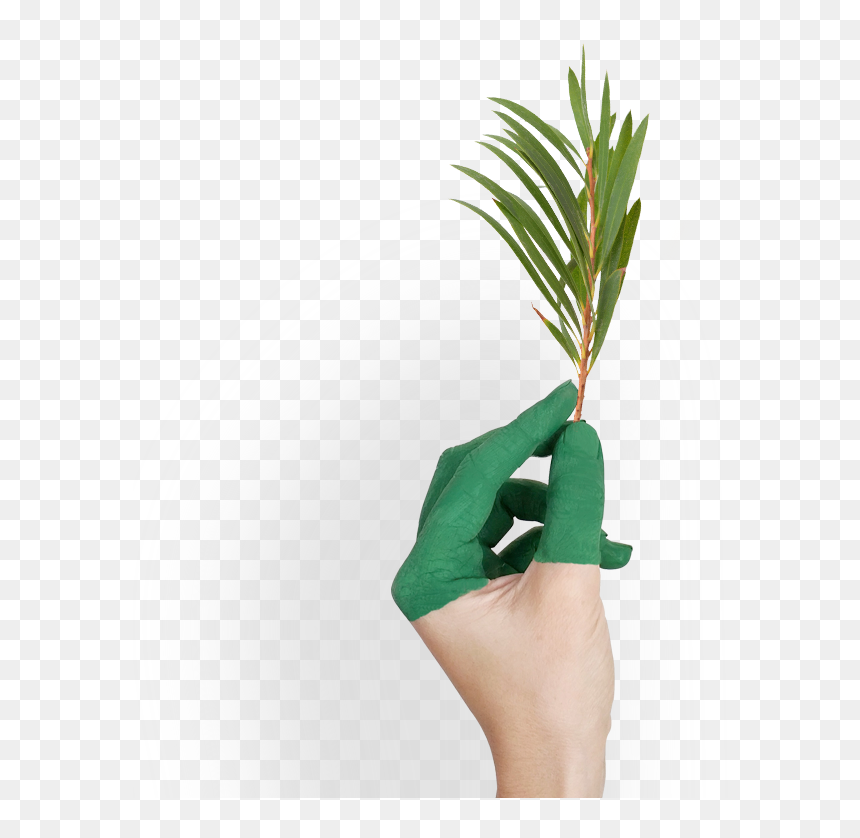 Tea Tree - Arbol De Té Png, Transparent Png - tea tree png