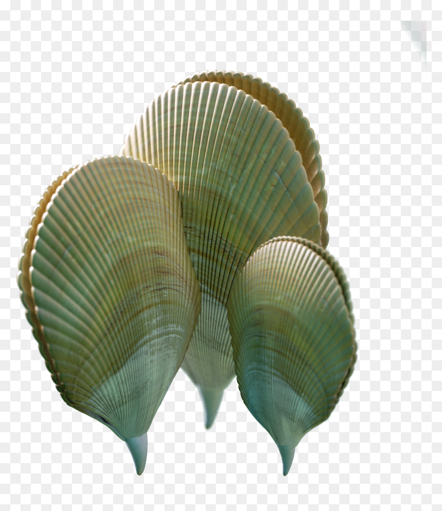 Estonian Museum Of Natural History, HD Png Download - scallop png