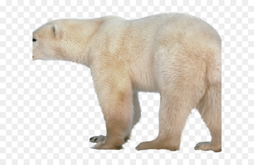 Polar Bear Png Transparent Images - Polar Bear No Background, Png Download - bear.png