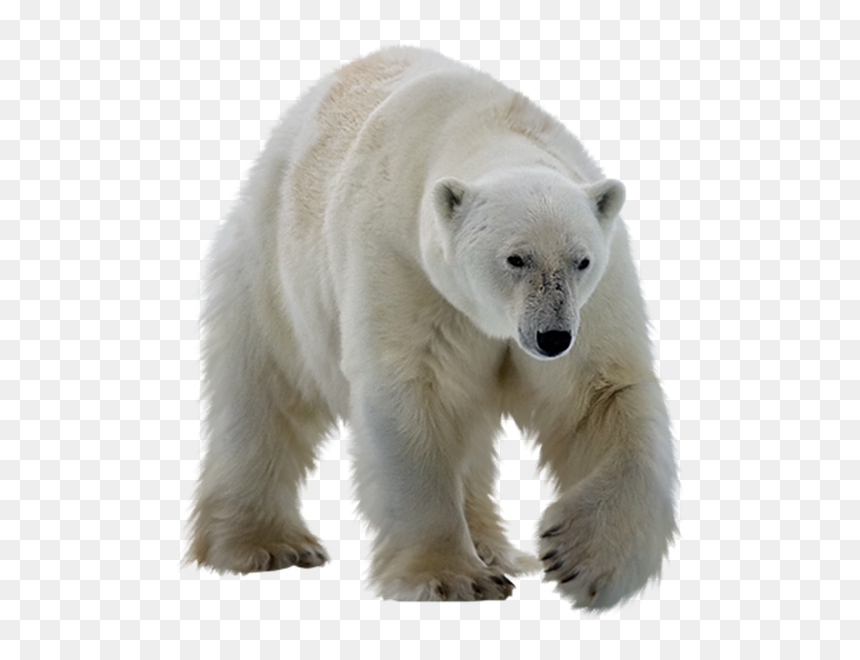 Polar Bear Transparent Background, HD Png Download - bear.png