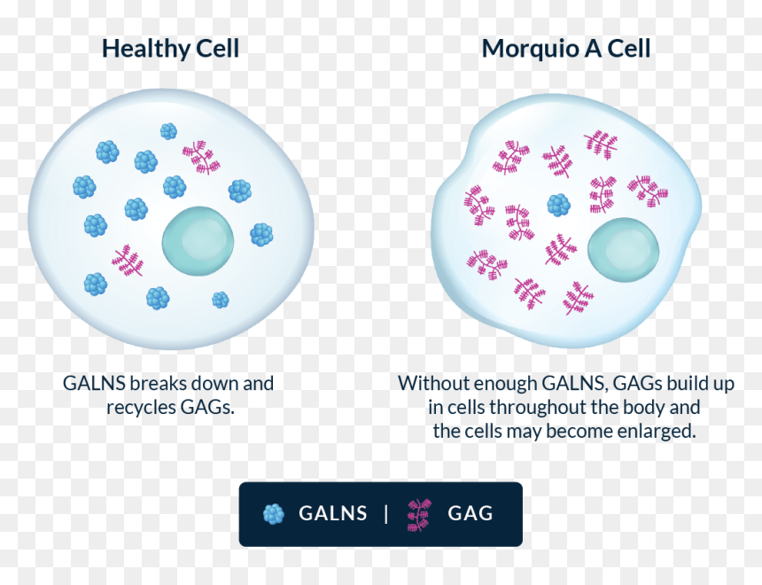 Healthy Cell With A Regular Amount Of Gags - Treatment Morquio Syndrome, HD Png Download - signo de pregunta png