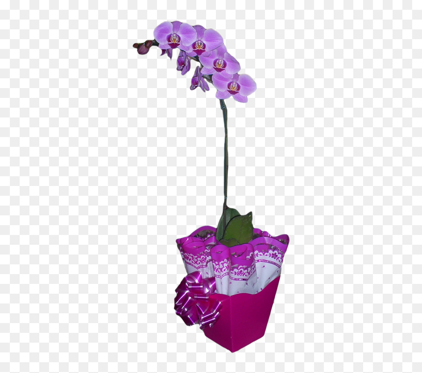 Orquidea Phalaenopsis Png, Transparent Png - orquideas png