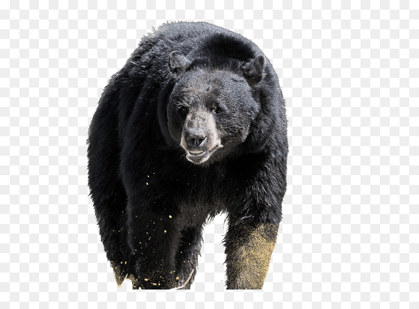 Sloth Bear Png Free Background - American Black Bear, Transparent Png - bear.png