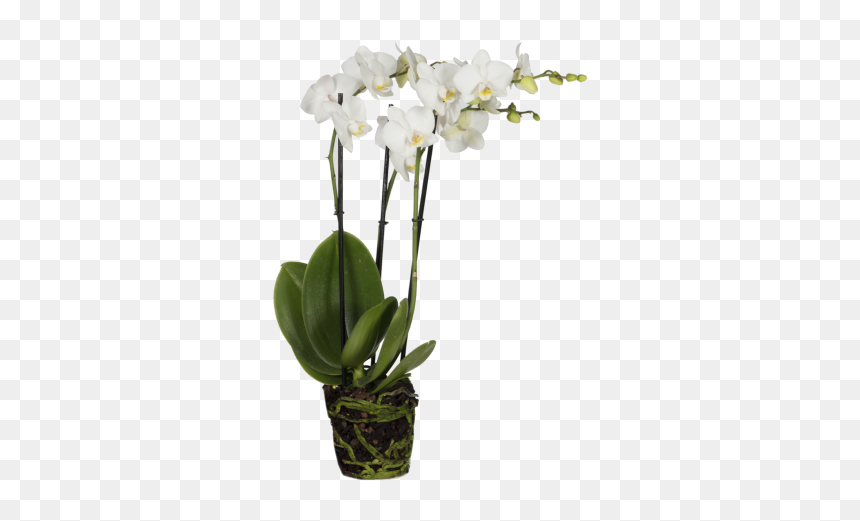 Orquídea Mariposa - Orchid In Vase Png, Transparent Png - orquideas png