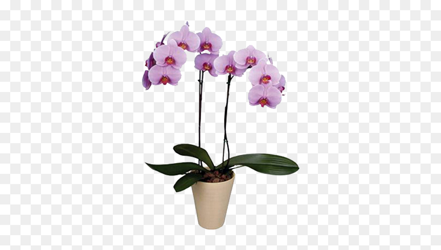 Lan Hồ Điệp Màu Hồng, HD Png Download - orquideas png