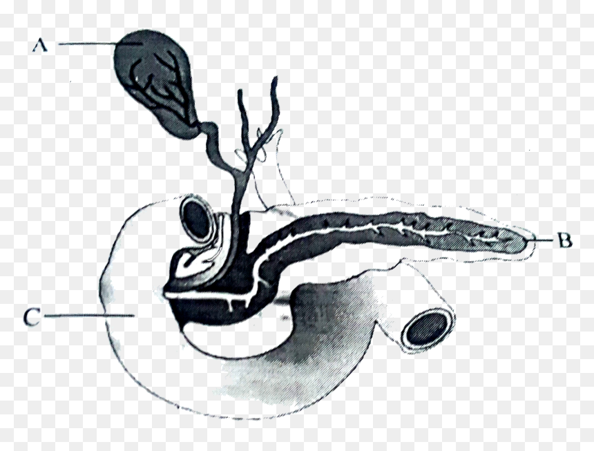 Illustration, HD Png Download - small intestine png