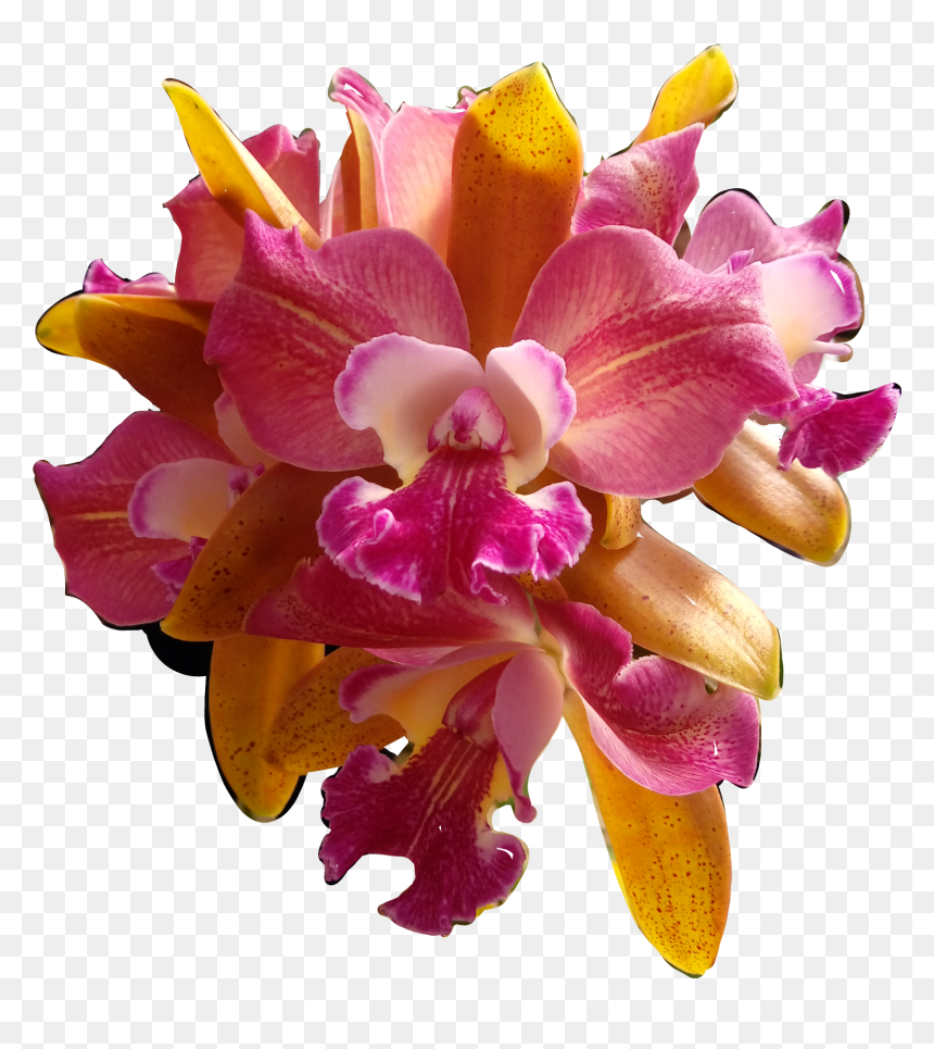 #flores #flowers #orquídeas #orquid #catarinazs - Christmas Orchid, HD Png Download - orquideas png