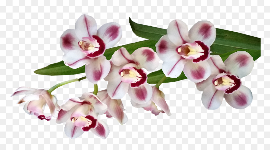 Orchids Of The Philippines, HD Png Download - orquideas png