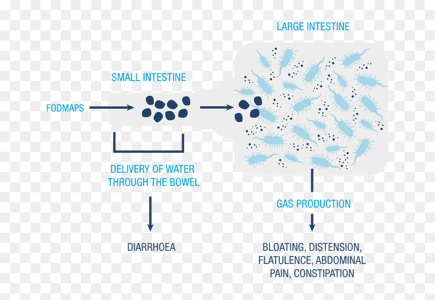 Malabsorption - Monash Fodmap Gut, HD Png Download - small intestine png