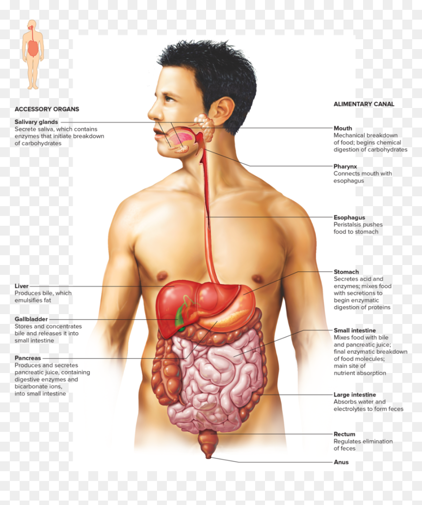 Small Intestine Png, Transparent Png - small intestine png