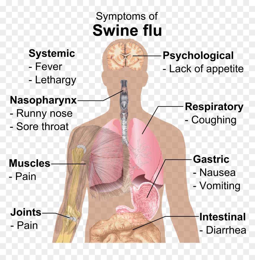 Symptoms Of Swine Flu, HD Png Download - coughing png