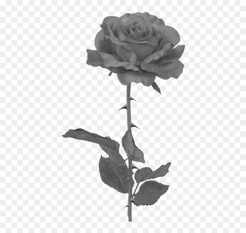 Black Rose Png By Pixasso79 Stock-d5c95hk - Black Rose Tattoo Png, Transparent Png - rosepng