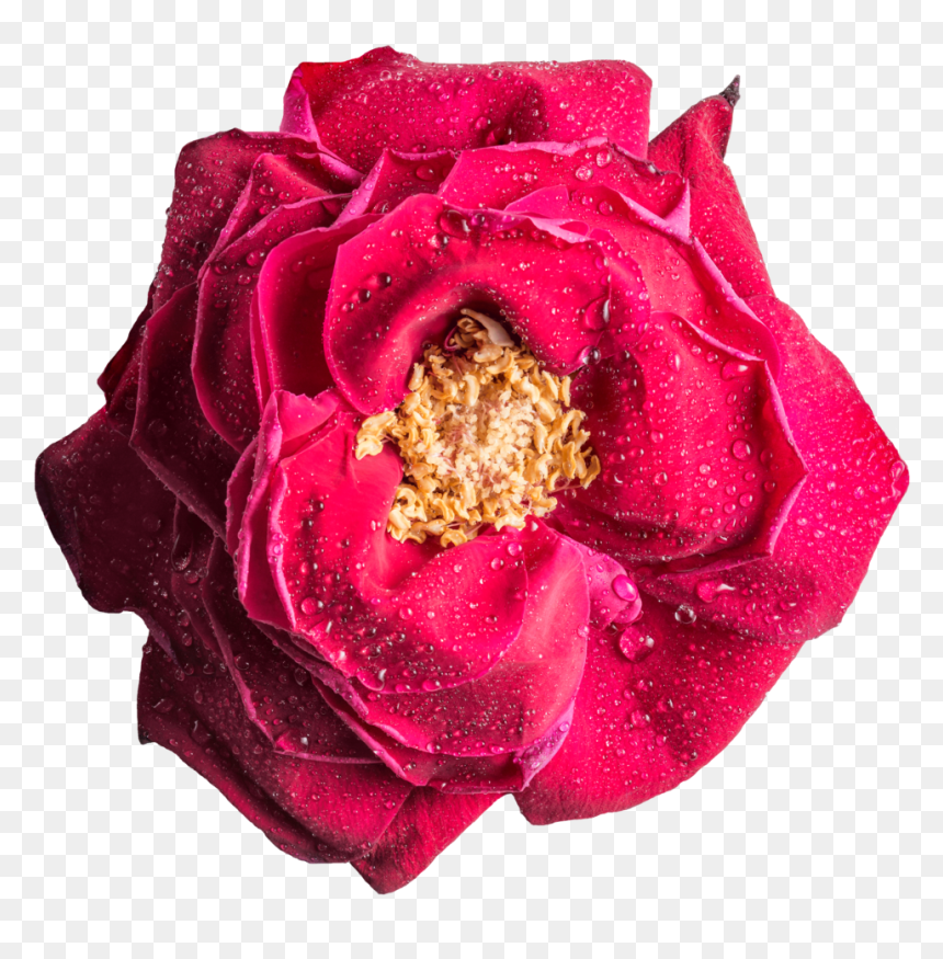 Free Download Magenta Rose Png Clipart Garden Roses - Rose, Transparent Png - rosepng