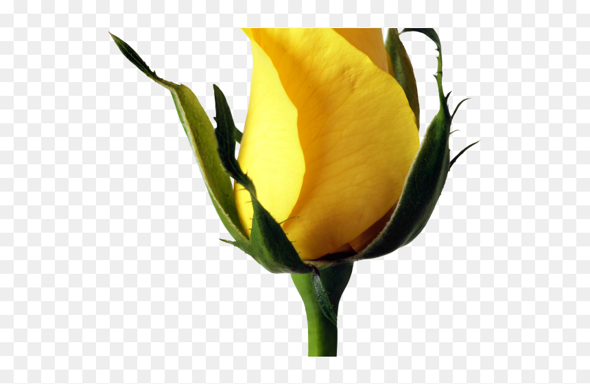 Rose Png Transparent Images - Yellow Roses Transparent, Png Download - rosepng