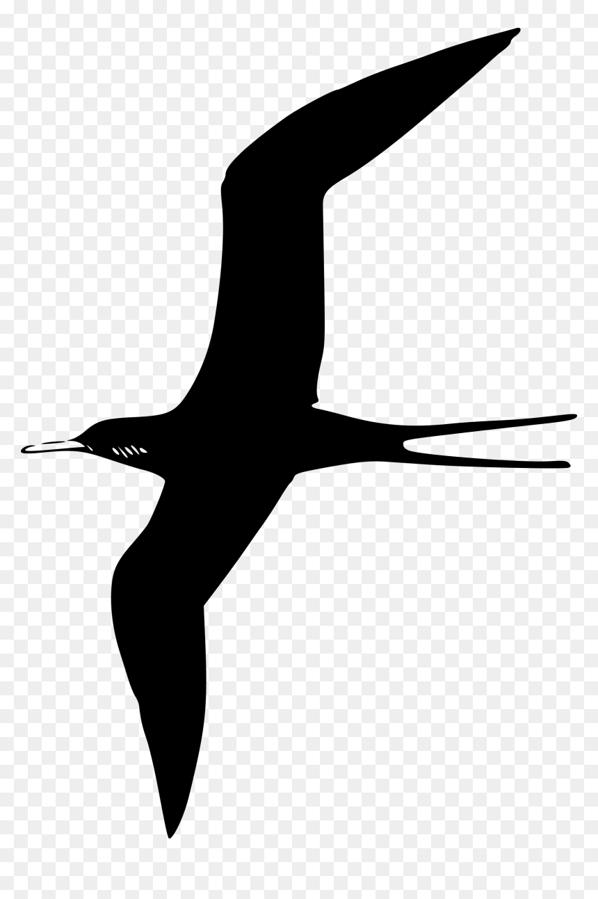 Frigate Bird Clip Arts - Bird Clip Art Black, HD Png Download - white bird png