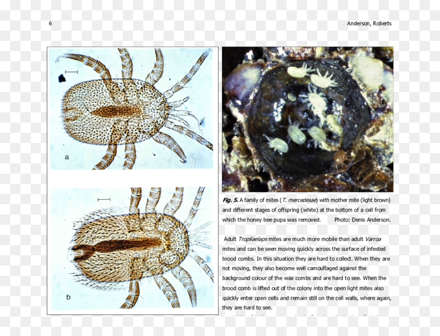 Identify Female Mite Tropilaelaps, HD Png Download - honey bees png