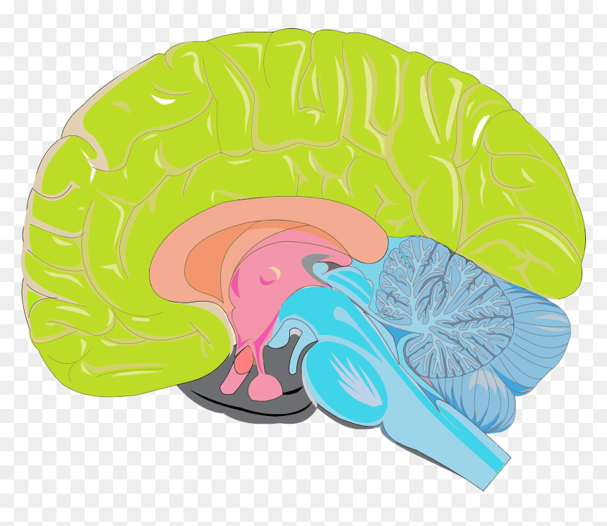 Brain Integration - 分界 条 床 核, HD Png Download - brain gears png