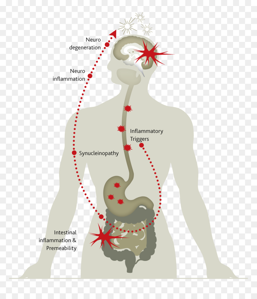 The Gut May Be At The Origin Of The Inflammation-driven - Illustration, HD Png Download - small intestine png