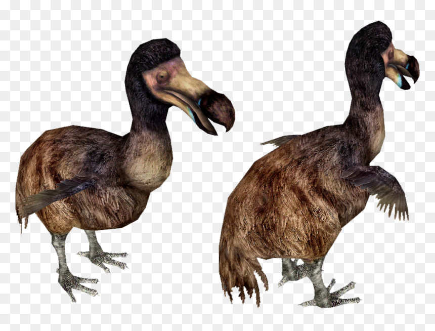 Dodo Bird Running, HD Png Download - dodo bird png