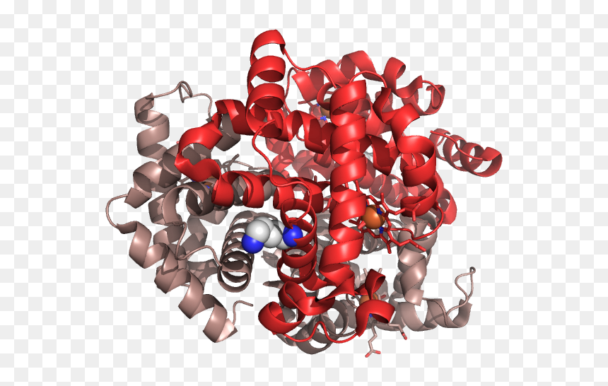 Hemoglobin E, HD Png Download - red blood cells png