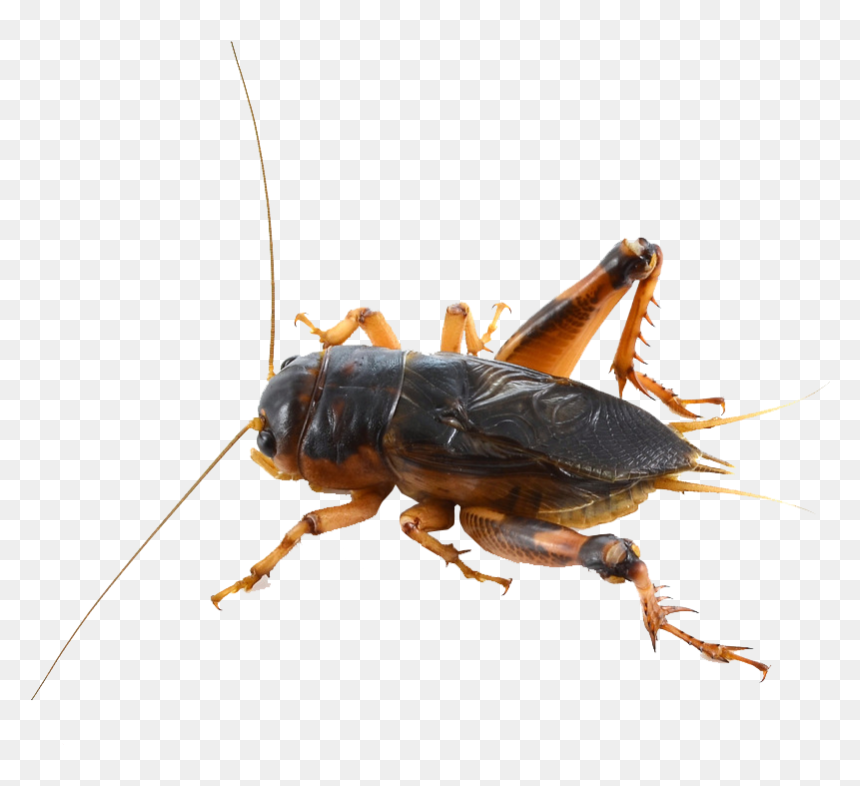 Cricket Insect Png - Insect Cricket Png, Transparent Png - crickets png