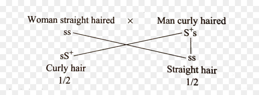 Diagram, HD Png Download - straight hair png