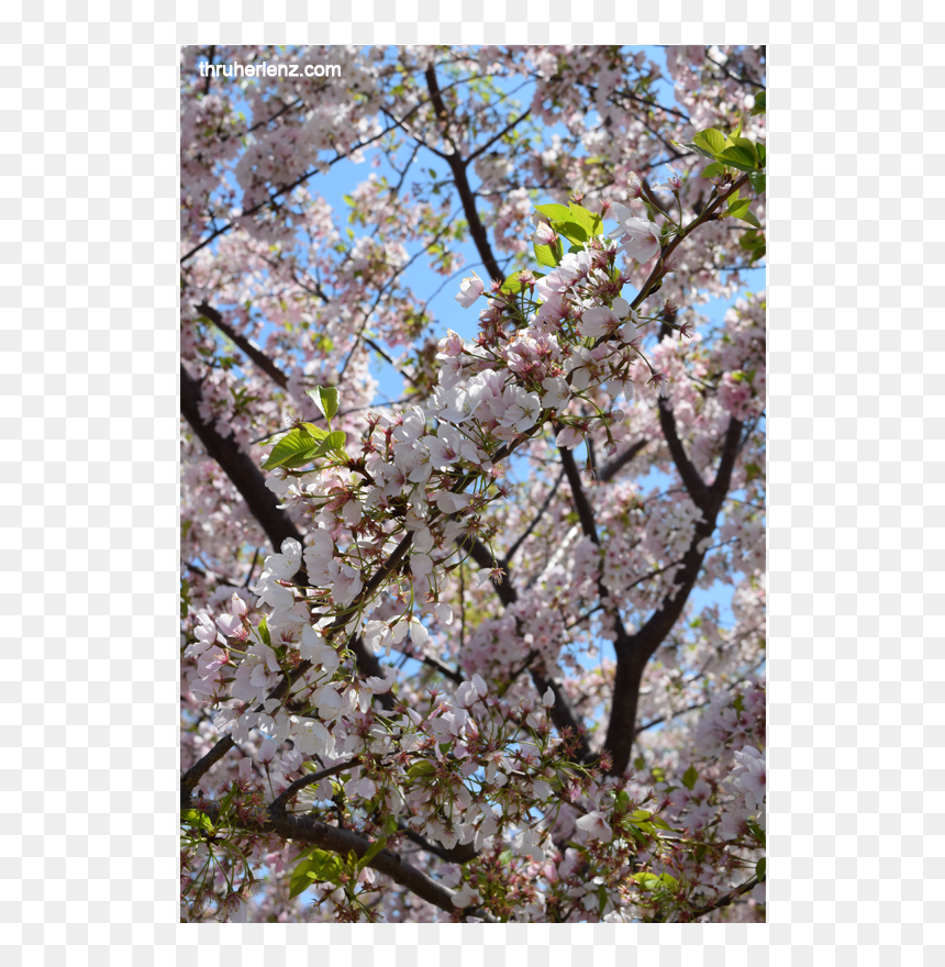 Cherry Blossom, HD Png Download - sakura branch png
