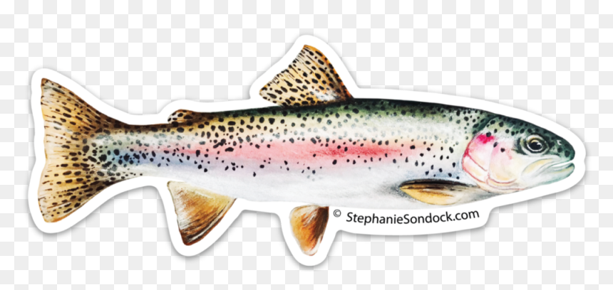 Trout Clipart Rainbiw - Coastal Cutthroat Trout, HD Png Download - rainbow trout png