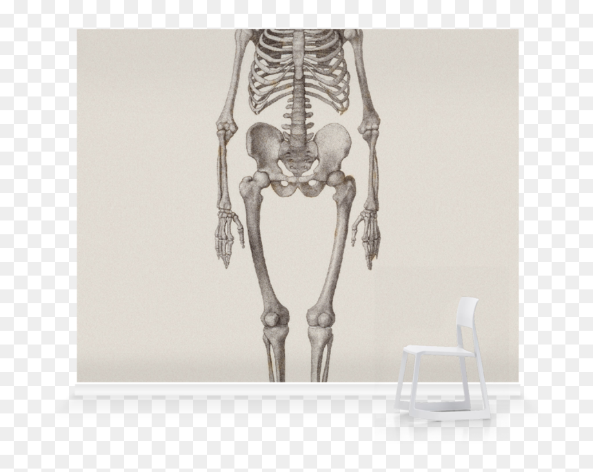 Museum Full Frontal Human Skeleton, HD Png Download - human skeleton png