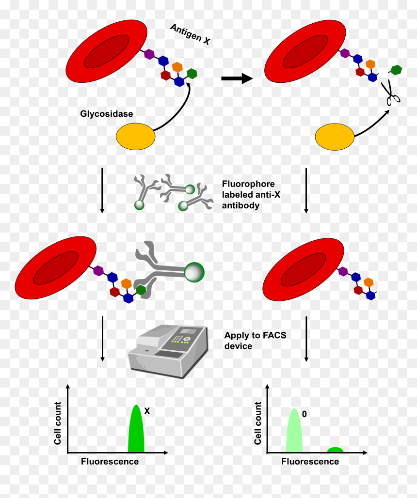Monoclonal Antibody Immobilization Of Erythrocyte Antigens, HD Png Download - red blood cells png